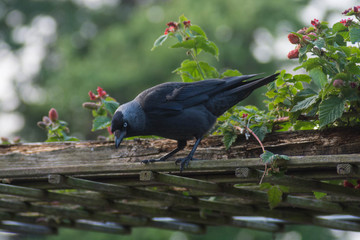 bird between raspberry