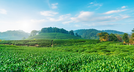 Origin of Longjing tea in West Lake of Hangzhou..