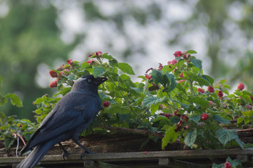 bird between raspberry