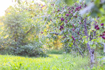 Plum tree branches with ripe sweet juicy fruits in sunset light