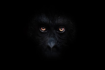  orange luminous eyes on the black face of a monkey in a black night, a frightening look that...