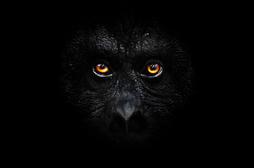  orange luminous eyes on the black face of a monkey in a black night, a frightening look that...