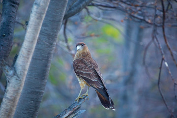  landscapes of argentinian patagonia