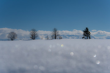 雪光る美瑛