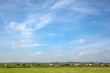Fototapeta na wymiar Bunch of cows grazing in the pasture, peaceful and sunny in Dutch landscape with a blue sky with clouds on the horizon.