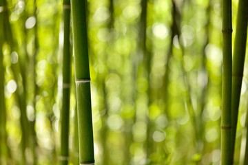 Fototapeta na wymiar Forêt de bambous - zen bien-être jungle tropical