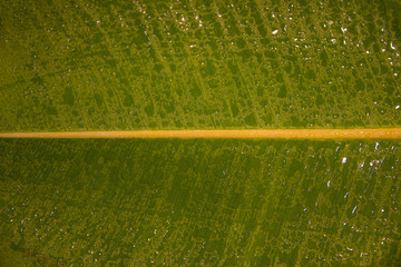 Wet with water drops Indian Ficus Elastica leaf in the tropical garden as a background and texture,...