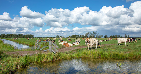 Cows in field on the edge of a ditch behind a closed gate.