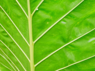 closeup of green leaf with drops of water, leaves background