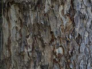 bark of a tree texture background