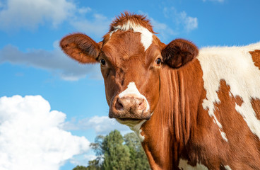 Sweet young adult dairy cow looking straight into the camera