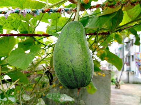 Cucumis melo green Isolated on tree in greenhouse