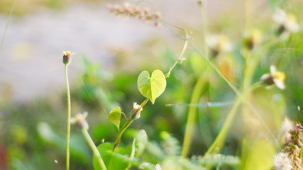 green grass with dew outdoor garden