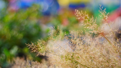 moss on a background, dried grass plant background