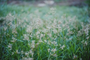 grass with dew