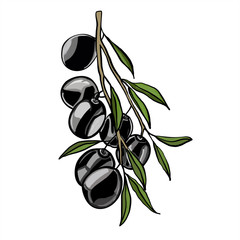 Branch with large black olives and green leaves.