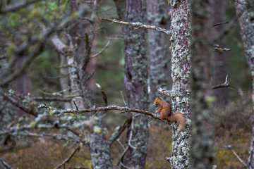 Red squirrel, Sciurus vulgaris, environment view with squirrel in pine woodland/forest on branch with lichen in mouth. Scotland.