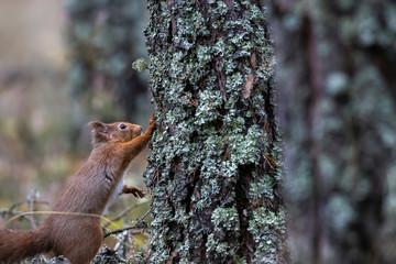 Red squirrel, Sciurus vulgaris, on and besides pine tree within forest looking and searching for something. Scotland.