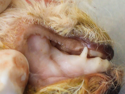 severe anemia in a intoxicated puppy with rodenticides at the necropsy