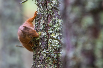 Red squirrel, Sciurus vulgaris, on and besides pine tree within forest looking and searching for something. Scotland.