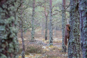 Red squirrel, Sciurus vulgaris, environment view with squirrel in pine woodland/forest on branch with lichen in mouth. Scotland.