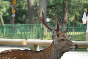 close up of a deer head