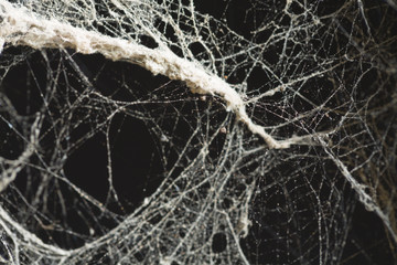 Fototapeta na wymiar Spider web or cob web texture as background