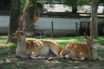 two deers lying in the shadow in nara