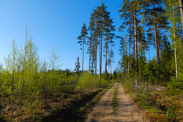 Country road across the pine forest in spring day