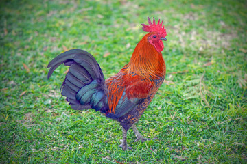 Red rooster close-up on a background of green grass. Rooster walking on the grass in blurred nature green background.