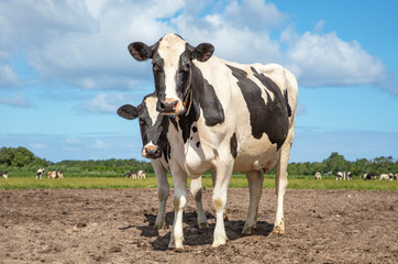 Two dairy cows, one cow hiding behind the other cow, are standing in a mud field, black and white cattle.