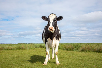 Cow stands alone in a meadow, handsome and full-length with copy space.