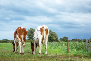 Fototapeta na wymiar Two cows grazing in the meadow, seen from behind, stroll towards the horizon, with a blue sky with some white