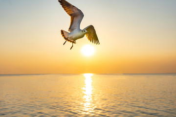 Lonely seagull in flight over the beach.Gull bird flying hover come around to eat on beautiful twilight sunset sky over the sea at Bang Pu, Thailand.