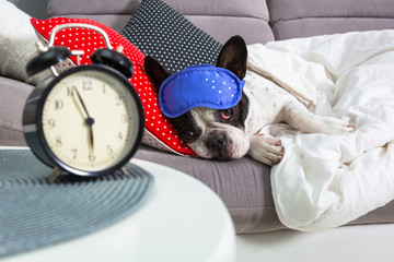 French bulldog sleeping in the bed with sleeping mask and alarm clock