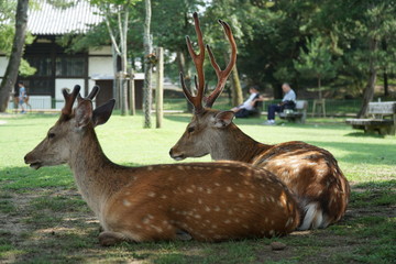 two deers lying in the shadow in nara