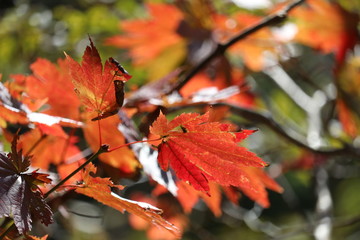 紅葉