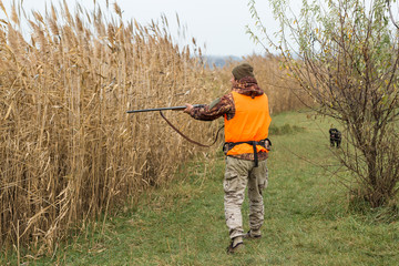 Fototapeta premium Hunting period, autumn season open. A hunter with a gun in his hands in hunting clothes in the autumn forest in search of a trophy. A man stands with weapons and hunting dogs tracking down the game...