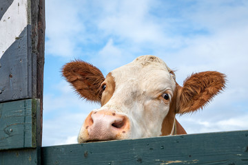 One nosy cow looks squint-eyed over the edge of a wooden fence.