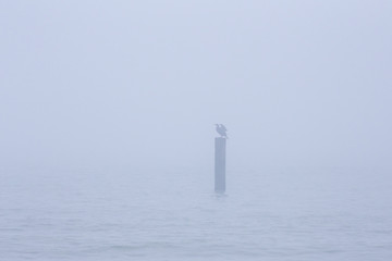 cormorant sitting wings spread on a bollard in fog
