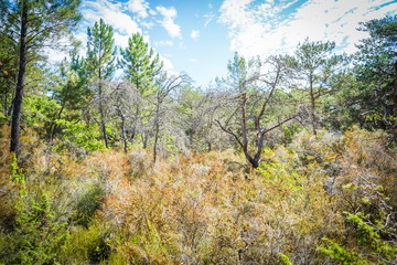 Paysages de la Provence Française
