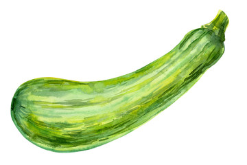 zucchini on isolated white background, watercolor illustration