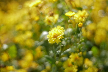 yellow flowers on green background