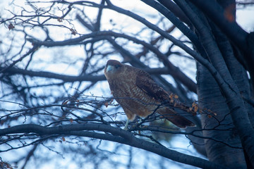  landscapes of argentinian patagonia