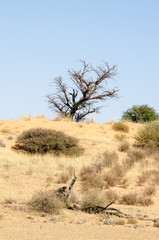 Parc national Kalahari Gemsbok, parc transfrontalier de Kgalagadi, Afrique du Sud