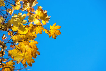 Autumn colorful bright leaves against a blue sky in an autumn park. Autumn. Background. Fall. Beautiful nature scene