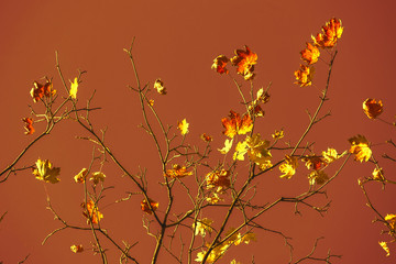 Obraz na płótnie Canvas Autumn colorful bright leaves against a blue sky in an autumn park. Autumn. Background. Fall. Beautiful nature scene
