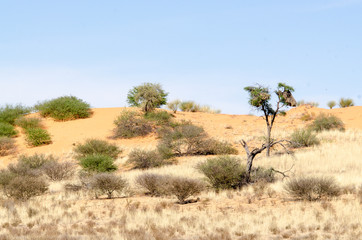 Fototapeta na wymiar Parc national Kalahari Gemsbok, parc transfrontalier de Kgalagadi, Afrique du Sud