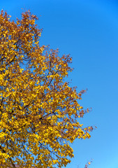 Autumn colorful bright leaves against a blue sky in an autumn park. Autumn. Background. Fall. Beautiful nature scene