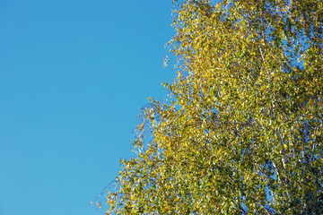 Autumn colorful bright leaves against a blue sky in an autumn park. Autumn. Background. Fall. Beautiful nature scene